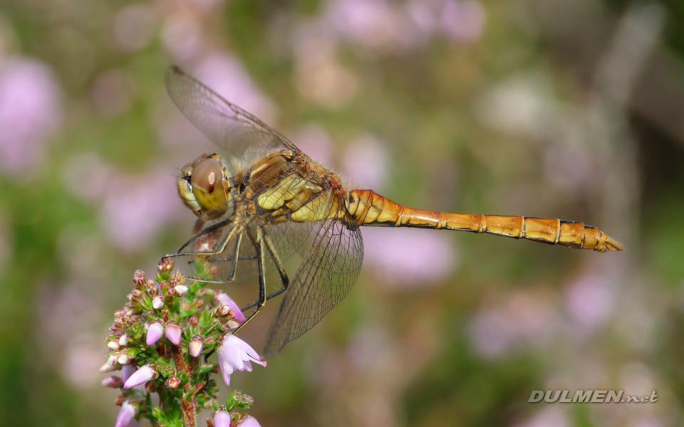 Moustached Darter (Male, Sympetrum vulgatum)